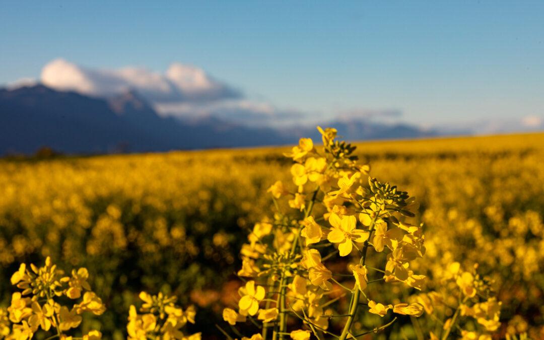 Supporting School Communities – Now and into 2026